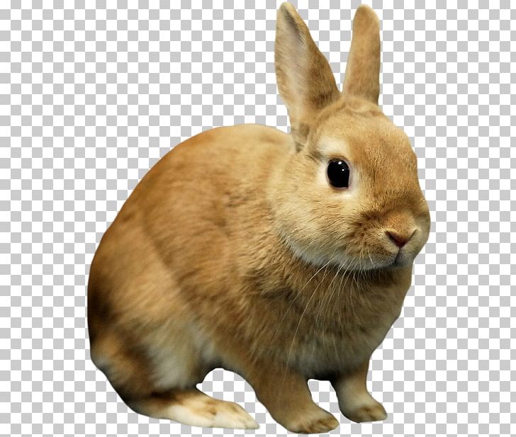 Lionhead Rabbit Netherland Dwarf Rabbit Holland Lop Dwarf Hotot Domestic Rabbit PNG, Clipart, Animals, Blanc De Hotot, Breed, Computer Icons, Domestic Rabbit Free PNG Download