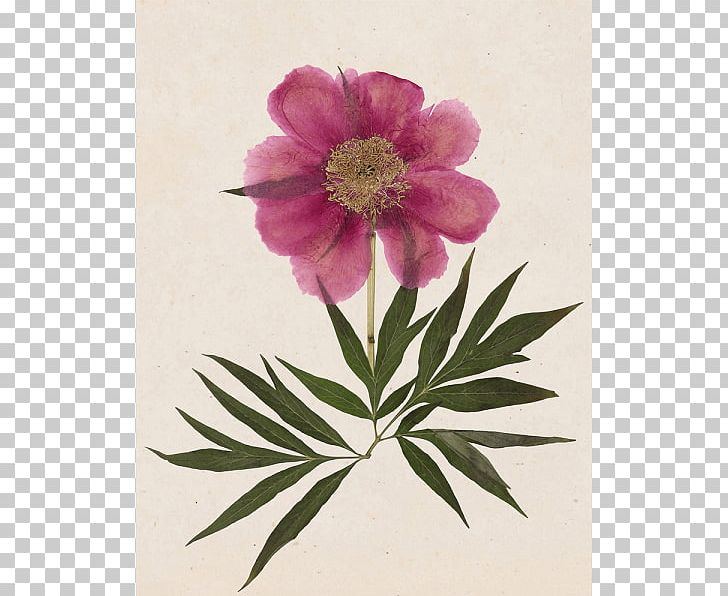 Peony Stock Photography Flower PNG, Clipart, Anemone, Blossom, Celebrity, Dahlia, Dry Free PNG Download