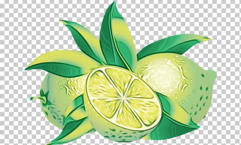 Persian Lime Key Lime Citric Acid Lemon Lime PNG, Clipart, Acid, Biology, Chemistry, Citric Acid, Citrus Fruit Free PNG Download