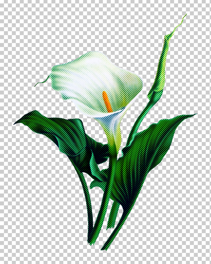 Flower Plant Giant White Arum Lily Arum Petal PNG, Clipart, Alismatales, Anthurium, Arum, Arum Family, Cut Flowers Free PNG Download