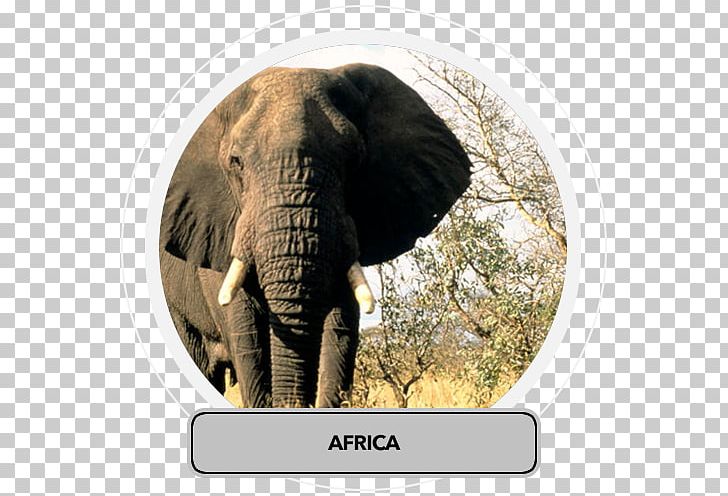 African Bush Elephant Lion Rhinoceros Elephantidae PNG, Clipart, African Bush Elephant, African Elephant, Africa Travel, Big Five Game, Elephant Free PNG Download