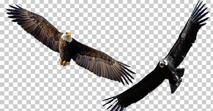 Bald Eagle Bird Sticker Decal PNG, Clipart, Accipitridae, Accipitriformes, Animal, Animals, Ayahuasca Free PNG Download