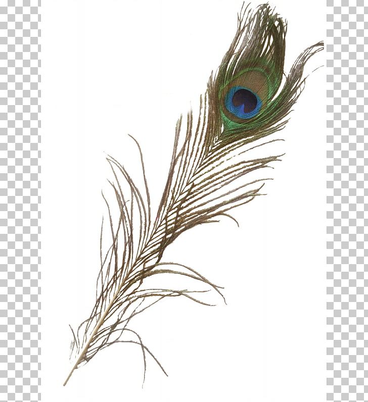 Feather Asiatic Peafowl Iridescence PNG, Clipart, Animals, Asiatic, Asiatic Peafowl, Carnival, Centimeter Free PNG Download