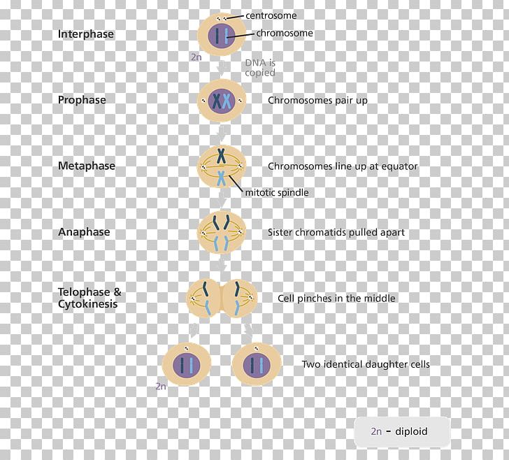 Mitosis Meiosis Cell Division Cell Cycle PNG, Clipart, Anaphase, Body Jewelry, Cell, Cell Cycle, Cell Division Free PNG Download