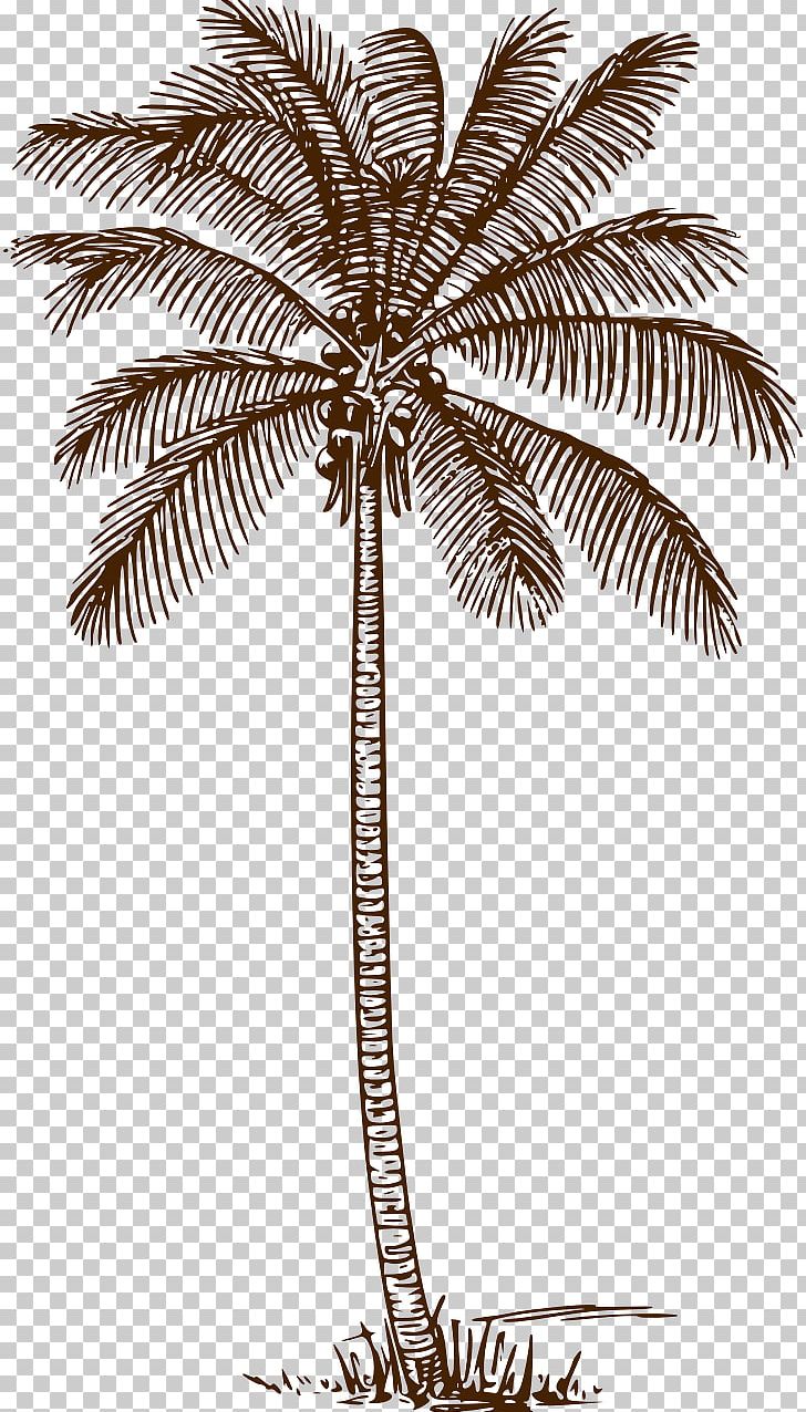 Palm Trees Drawing Line Art Coconut PNG, Clipart, Arecales, Art, Black And White, Borassus Flabellifer, Color Free PNG Download