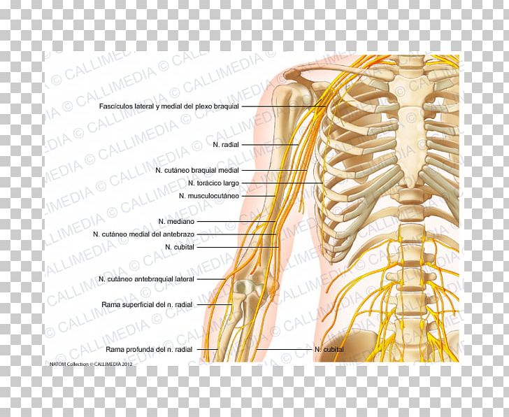 skeleton arm anatomy