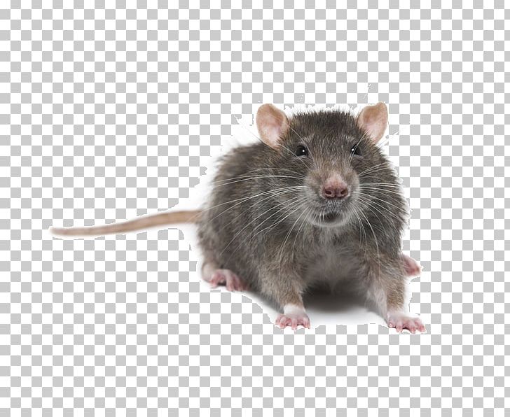 Brown Rat Mouse Rodent Pest Control Black Rat PNG, Clipart, Animal Control And Welfare Service, Black Rat, Brown Rat, Dormouse, Exterminator Free PNG Download