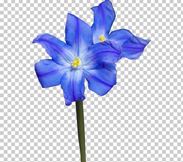 Cut Flowers Petal Tulip PNG, Clipart, Bellflower Family, Blue, Blue Rose, Cicek, Cicekler Free PNG Download
