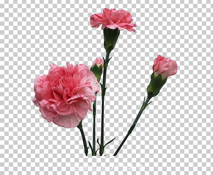 Garden Roses Carnation Cut Flowers Cabbage Rose PNG, Clipart, Annual Plant, Artificial Flower, Camellia, Carnation, Colibri Flowers Sa Free PNG Download