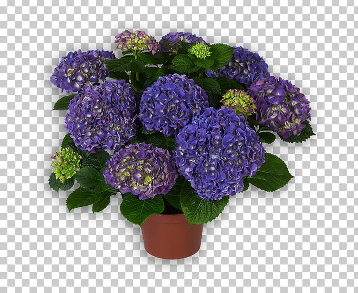 Hydrangea Floral Design Cut Flowers Flowerpot PNG, Clipart, Annual Plant, Cornales, Cut Flowers, Floral Design, Flower Free PNG Download