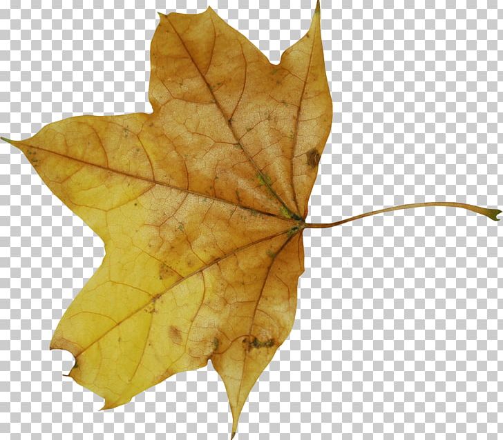 Leaf Portable Network Graphics Photography Abscission PNG, Clipart, Abscission, Creativity, Leaf, Maple, Maple Leaf Free PNG Download