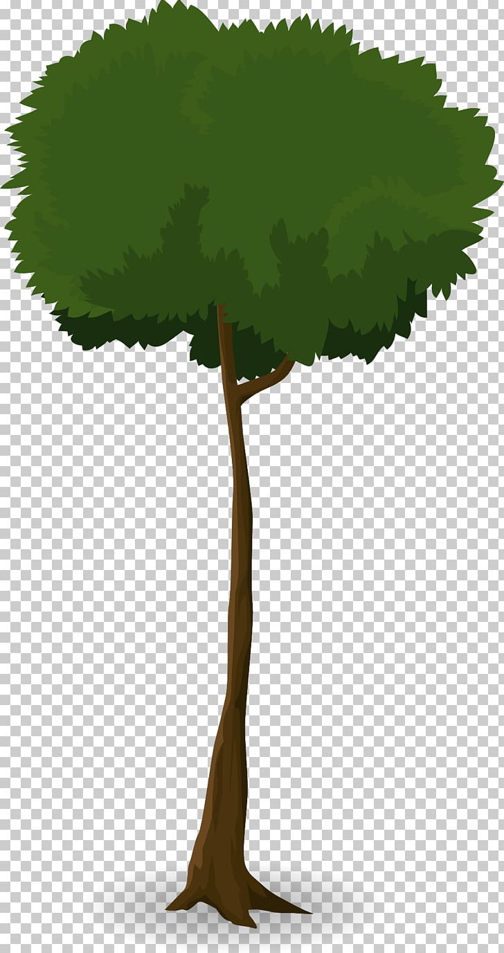 Tree Leaf Trunk Canopy Plant PNG, Clipart, Arecaceae, Branch, Canopy, Grass, Leaf Free PNG Download