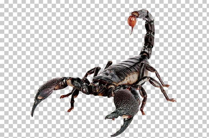 Emperor Scorpion Scorpion Sting House PNG, Clipart, Arachnid, Aries, Astrological Sign, Black, Black Scorpion Free PNG Download