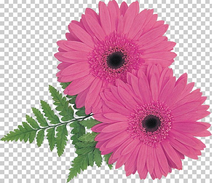 Flower Purple PNG, Clipart, Annual Plant, Aster, Blog, Chrysanths, Cut Flowers Free PNG Download