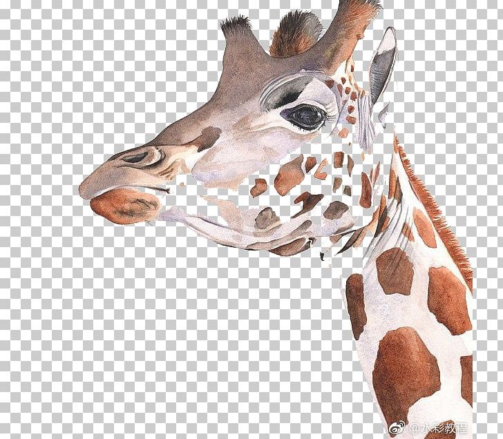 Giraffe Watercolor Painting Art Drawing PNG, Clipart, Animal, Animal Print, Animals, Art, Autumn Free PNG Download