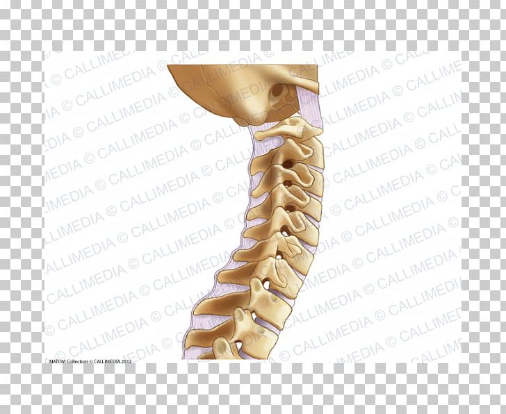 Nuchal Ligament Cervical Vertebrae Vertebral Column Lumbar Vertebrae ...