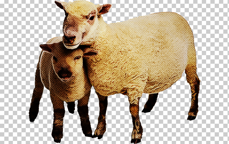 Merino Shetland Sheep Goat Welsh Mountain Sheep Livestock PNG, Clipart, Agriculture, Beef Cattle, Caprinae, Dairy Farming, Farm Free PNG Download