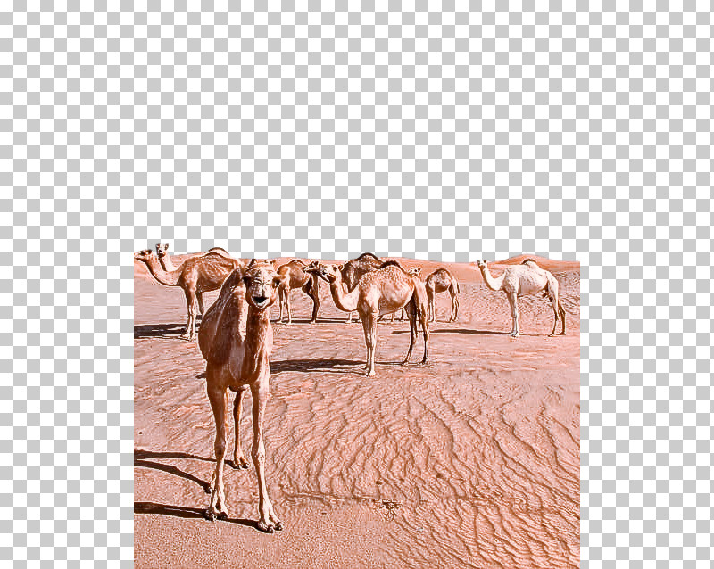 Camel Camelid Herd Arabian Camel Natural Environment PNG, Clipart, Arabian Camel, Camel, Camelid, Desert, Ecoregion Free PNG Download
