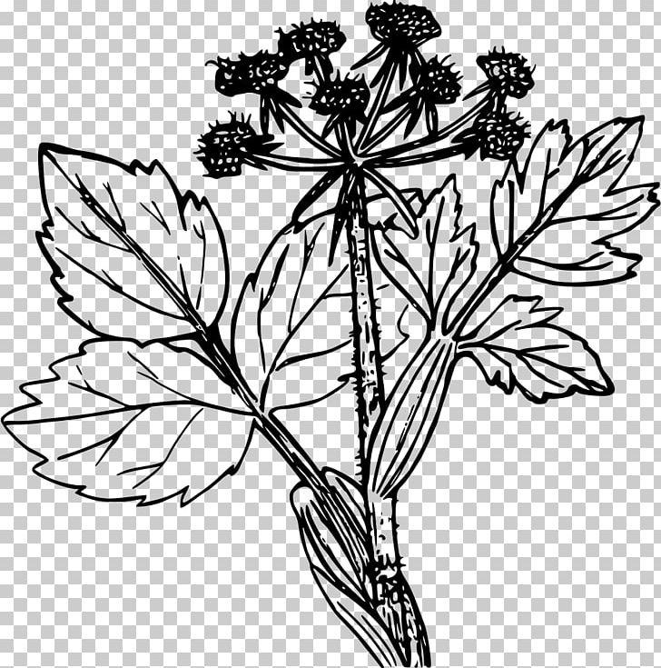 Cattle Plant Drawing Line Art PNG, Clipart, Artwork, Black And White, Branch, Cattle, Color Free PNG Download