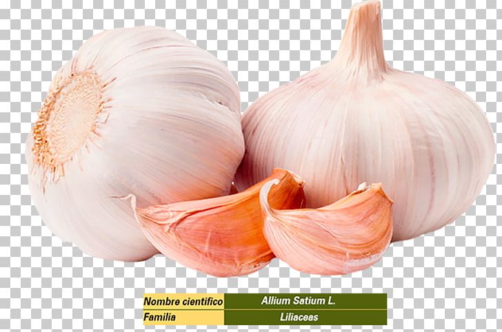Garlic Organic Food Health Infection PNG, Clipart, Allicin, Bacteria, Bacterial Disease, Clove, Elephant Garlic Free PNG Download