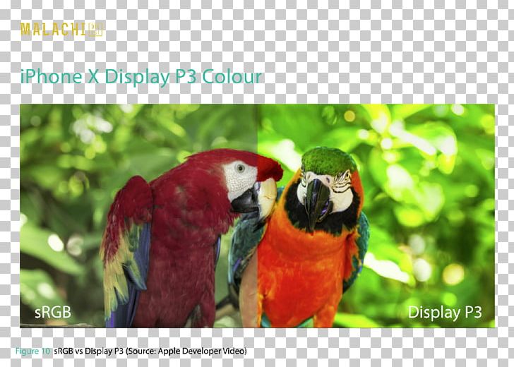 IPhone X Chiapas Galápagos Islands Learning Veterinaria Agroflori PNG, Clipart, Adventure, Advertising, Animal, Beak, Biodiversity Free PNG Download