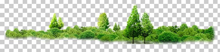 Mangrove Forest Thailand Vegetation PNG, Clipart, Commodity, Data, Data Compression, Forest, Grass Free PNG Download