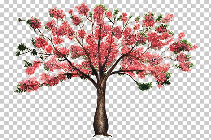 Silk Floss Tree Flower Blossom Plant PNG, Clipart, Arboles, Blossom, Branch, Ceiba, Cherry Blossom Free PNG Download