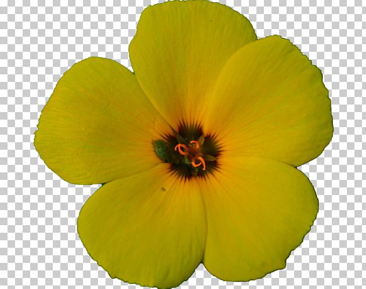 Hibiscus Annual Plant Herbaceous Plant Violet Family PNG, Clipart, Annual Plant, Family, Flower, Flowering Plant, Herbaceous Plant Free PNG Download
