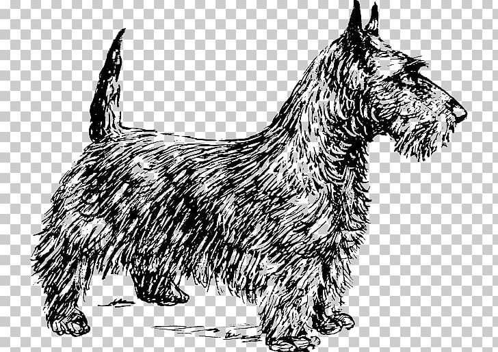 Scottish Terrier Smooth Fox Terrier Cairn Terrier Yorkshire Terrier Boston Terrier PNG, Clipart, Black And White, Boston Terrier, Bull Terrier, Cai, Carnivoran Free PNG Download