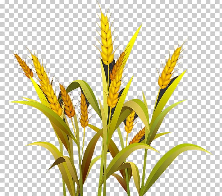 Wheat Grasses Cereal Germ Google S PNG, Clipart, Cartoon Wheat, Commodity, Decoration, Download, Flower Free PNG Download