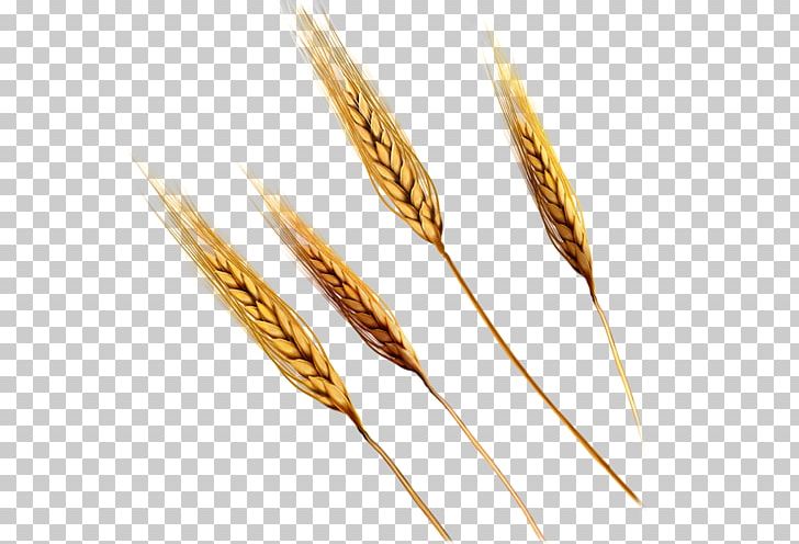 Emmer Einkorn Wheat Ear PNG, Clipart, Aartje, Cereal, Cereal Germ, Commodity, Dinkel Wheat Free PNG Download