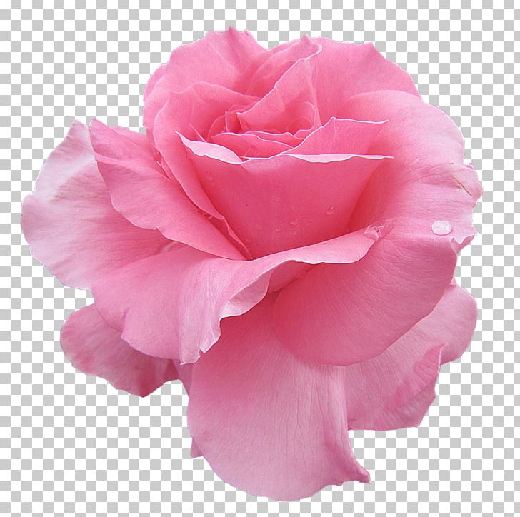 Garden Roses Rosengarten PNG, Clipart, Bad Ems, Bad Kissingen, Cabbage Rose, China Rose, Cut Flowers Free PNG Download