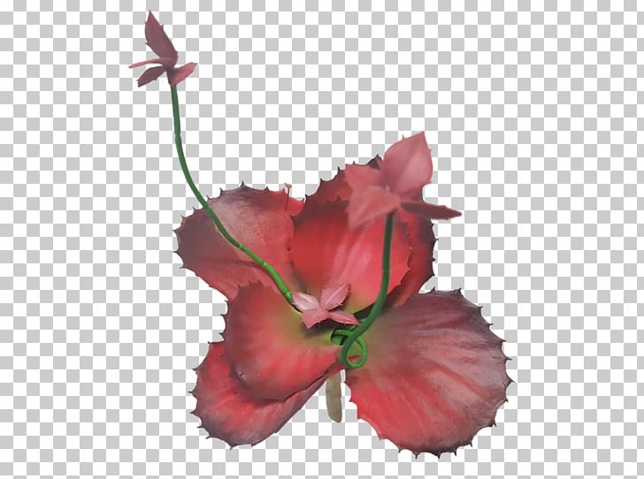 Hibiscus Petal Family Plant Stem P!nk PNG, Clipart, Family, Flower, Flowering Plant, Hibiscus, Mallow Family Free PNG Download