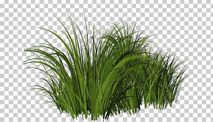 Lawn Shrub PNG, Clipart, Chrysopogon Zizanioides, Flower Garden, Grass, Grasse, Herb Free PNG Download
