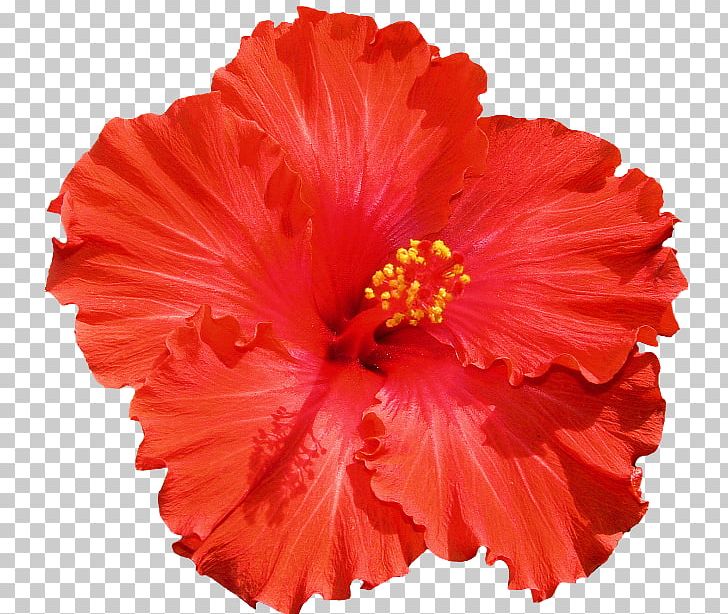 Shoeblackplant Flower Hawaiian Hibiscus PNG, Clipart, Annual Plant, Bud, China Rose, Chinese Hibiscus, Cut Flowers Free PNG Download