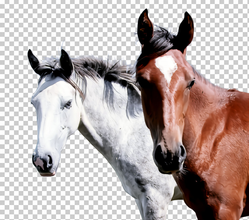 Horse Mane Head Mare Snout PNG, Clipart, Head, Horse, Mane, Mare, Snout Free PNG Download