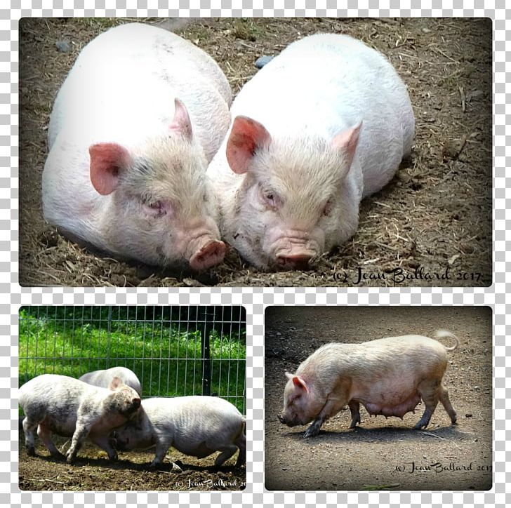Domestic Pig Snout PNG, Clipart, Animals, Domestic Pig, Fauna, Granny Pig, Livestock Free PNG Download
