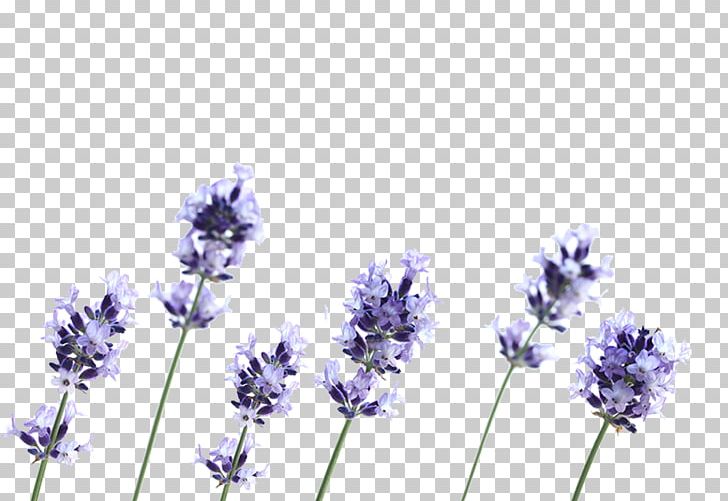 English Lavender French Lavender Flower Plant Petal PNG, Clipart, Bluebonnet, Cut Flowers, English Lavender, Flower, Flowering Plant Free PNG Download