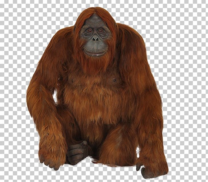 Gorilla Chimpanzee Monkey Bornean Orangutan PNG, Clipart, Animal, Animals, Bornean Orangutan, Chimpanzee, Computer Icons Free PNG Download