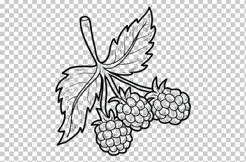 Leaf Grape Line Art Plant Grapevine Family PNG, Clipart, Blackandwhite, Coloring Book, Drawing, Flower, Fruit Free PNG Download