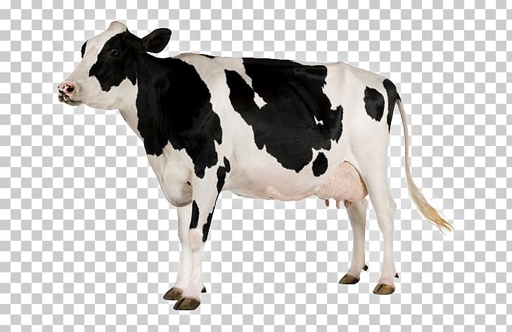 Holstein Friesian Cattle Dairy Cattle PNG, Clipart, Calf, Cattle, Cattle Like Mammal, Cow Goat Family, Dairy Free PNG Download