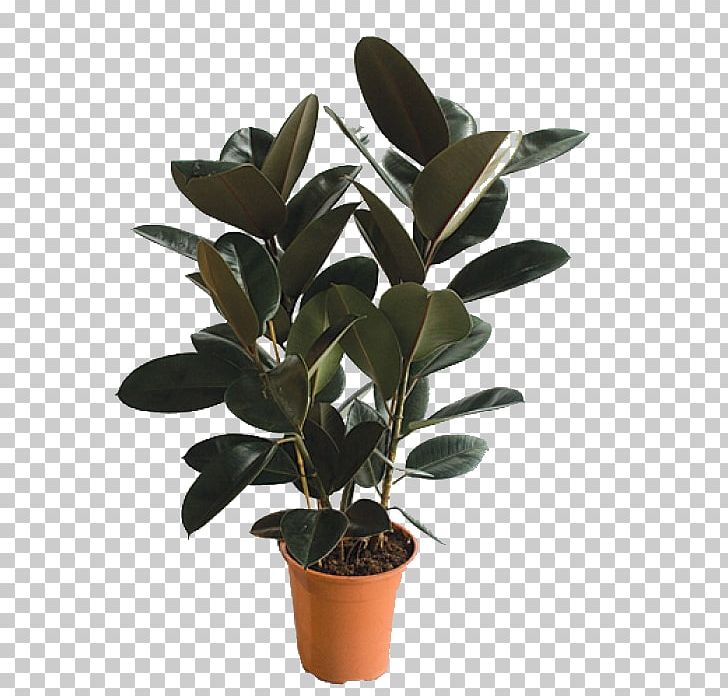 Houseplant Fig Trees Flowerpot Hewlett-Packard Ornamental Plant PNG, Clipart, Brands, Classified Advertising, Fig Trees, Flowerpot, Fruit Free PNG Download