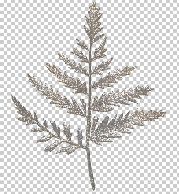 Spruce Leaf PNG, Clipart, Black And White, Branch, Christmas Decoration, Christmas Ornament, Christmas Tree Free PNG Download