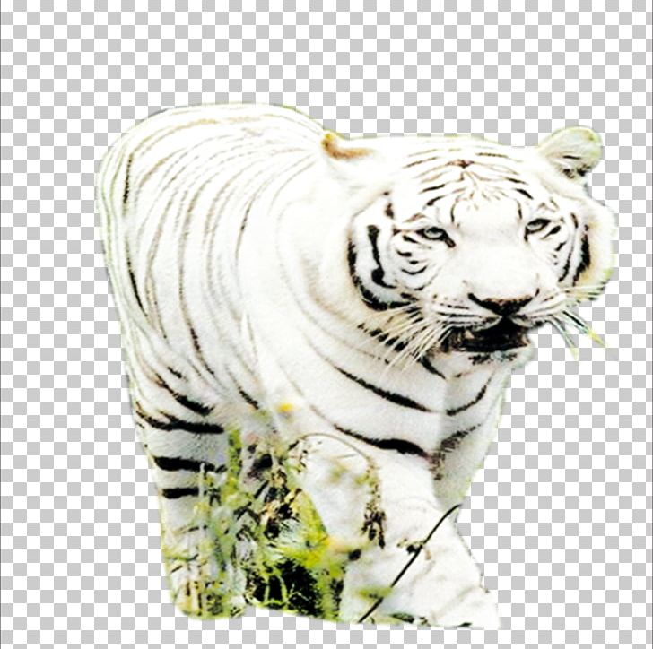 Tiger Big Cat Wildlife Terrestrial Animal PNG, Clipart, Animal, Animals, Big Cat, Big Cats, Biological Free PNG Download