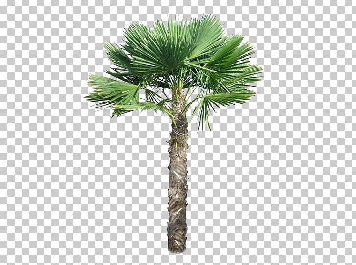 Trachycarpus Fortunei Arecaceae Tree Pygmy Date Palm PNG, Clipart, Arecaceae, Arecales, Areca Nut, Attalea Speciosa, Borassus Flabellifer Free PNG Download