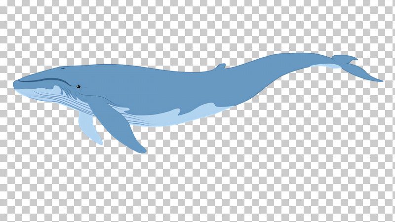 Rough-toothed Dolphin Wholphin Cetaceans Dolphin Whales PNG, Clipart, Animal Figurine, Bottlenose Dolphin, Cetaceans, Dolphin, Porpoise Free PNG Download