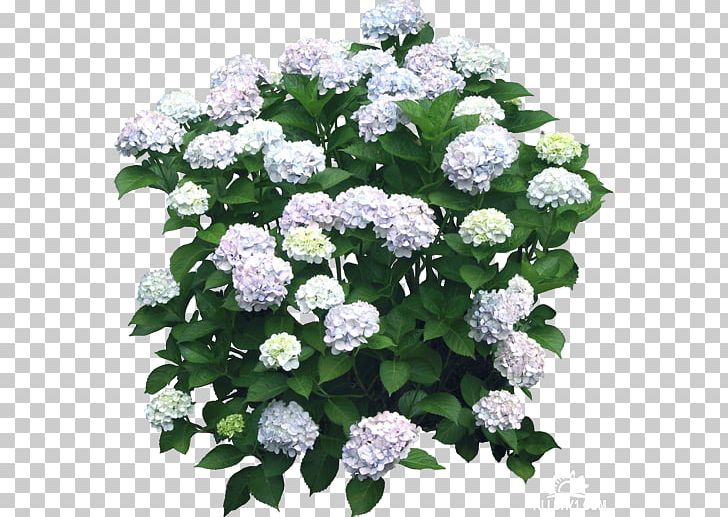 French Hydrangea Shrub Flower PNG, Clipart, Animaatio, Annual Plant, Cornales, Desktop Wallpaper, Flower Free PNG Download