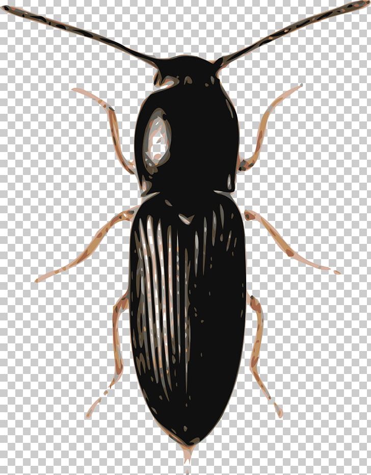 Beetle Ladybird PNG, Clipart, Animals, Arthropod, Beetle, Computer Icons, Download Free PNG Download
