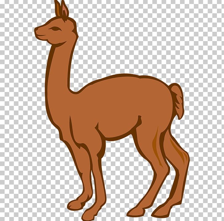 Llama Alpaca Drawing PNG, Clipart, Alpaca, Animal Figure, Arabian Camel, Blog, Camel Free PNG Download