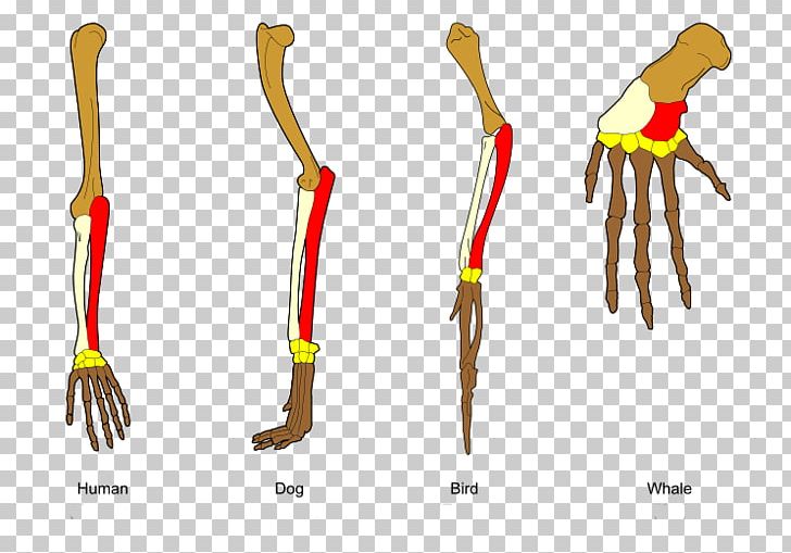 On The Origin Of Species Evidence Of Common Descent Evolutionary Biology Evolutionary Biology PNG, Clipart, Anatomy, Arm, Biology, Comparative Anatomy, Convergent Evolution Free PNG Download